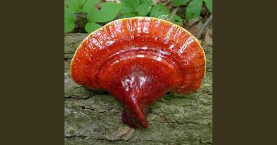 Reishi Article Feature Image