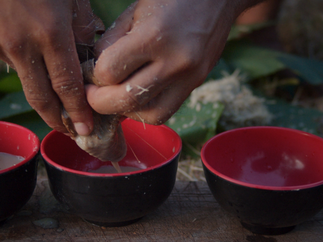 Kava Article Feature Image