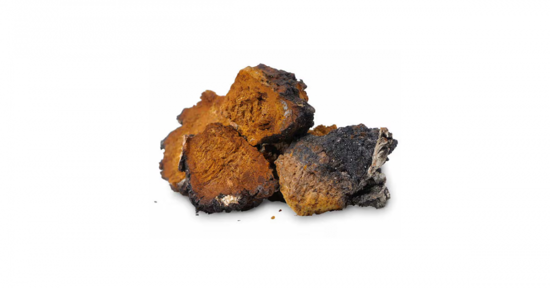 Chaga Mushrooms Article Feature Image